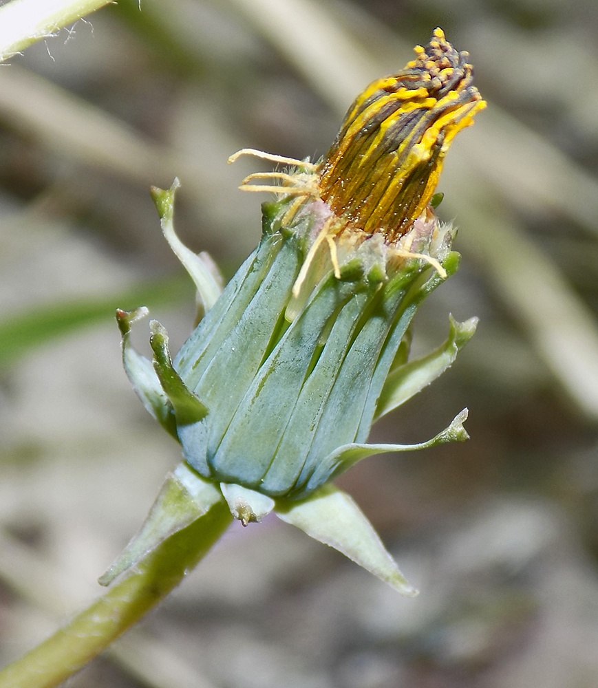 Image of Taraxacum microlobum specimen.