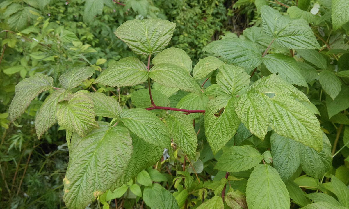 Image of Rubus idaeus specimen.