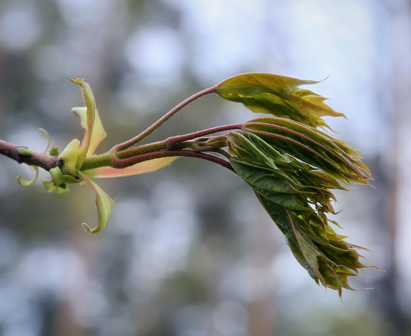 Image of Acer platanoides specimen.