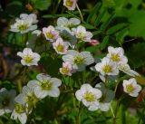 Saxifraga &times; arendsii