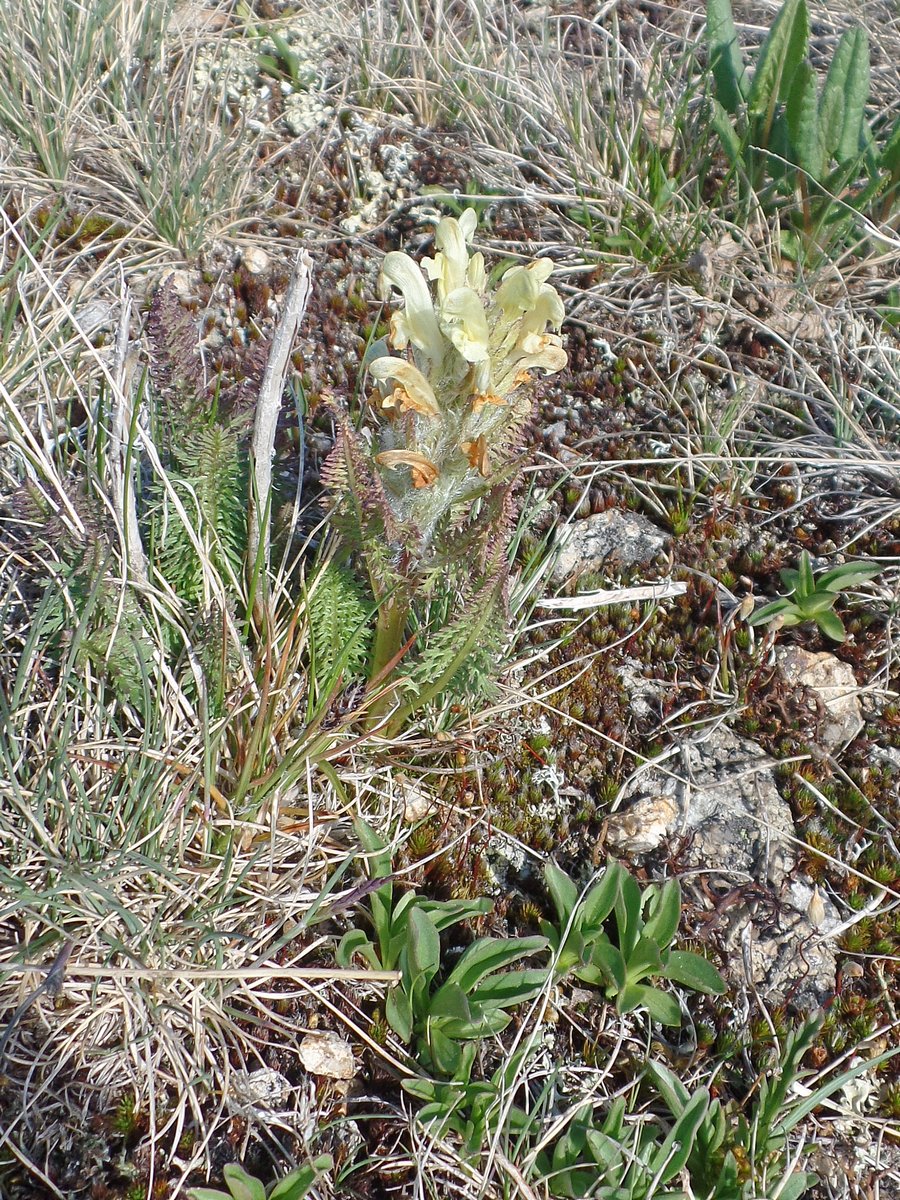 Image of Pedicularis lasiostachys specimen.