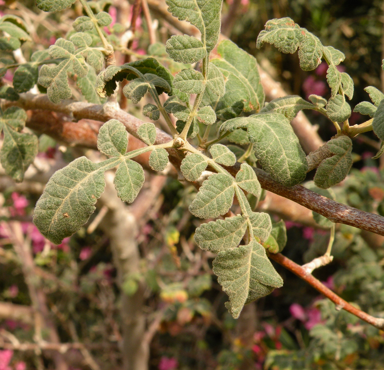 Изображение особи Bursera hindsiana.