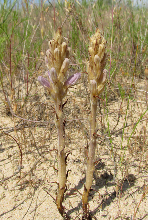 Image of Phelipanche arenaria specimen.