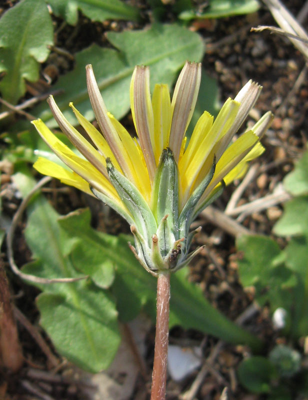 Image of Taraxacum hybernum specimen.