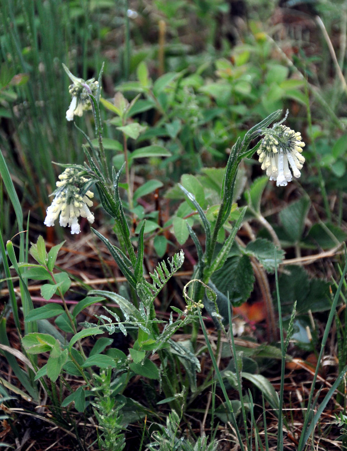 Image of Mertensia davurica specimen.