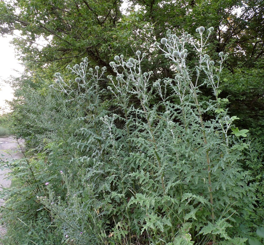 Image of Echinops sphaerocephalus specimen.