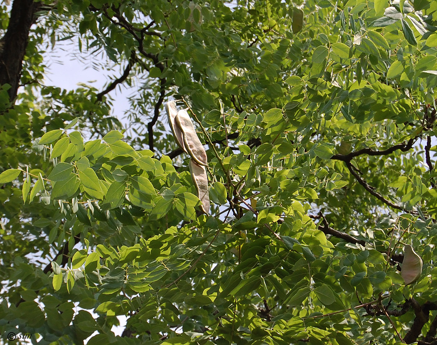 Изображение особи Gymnocladus dioicus.