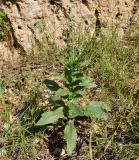 Cynoglossum creticum