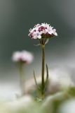 Valeriana saxicola