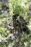 Juniperus seravschanica
