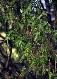 Juniperus semiglobosa. Верхушка ветви с шишками. Таджикистан, Фанские горы, верховья р. Чапдара, ≈ 2800 м н.у.м., берег реки. 30.07.2017.
