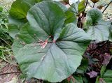Ligularia dentata. Лист. Москва, филиал Ботсада МГУ \"Аптекарский огород\", на берегу Старинного пруда. 05.07.2016.