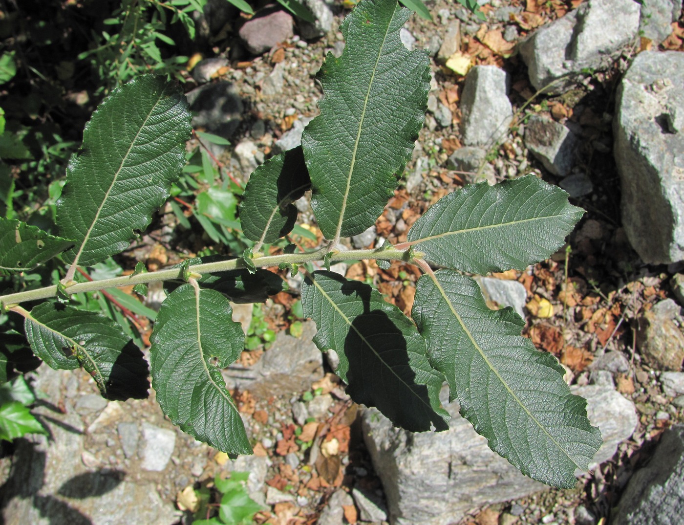 Image of Salix pseudomedemii specimen.