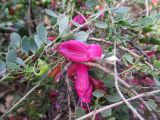 Eremophila brevifolia