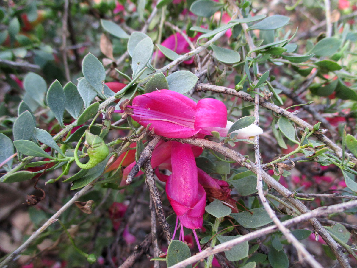 Изображение особи Eremophila brevifolia.