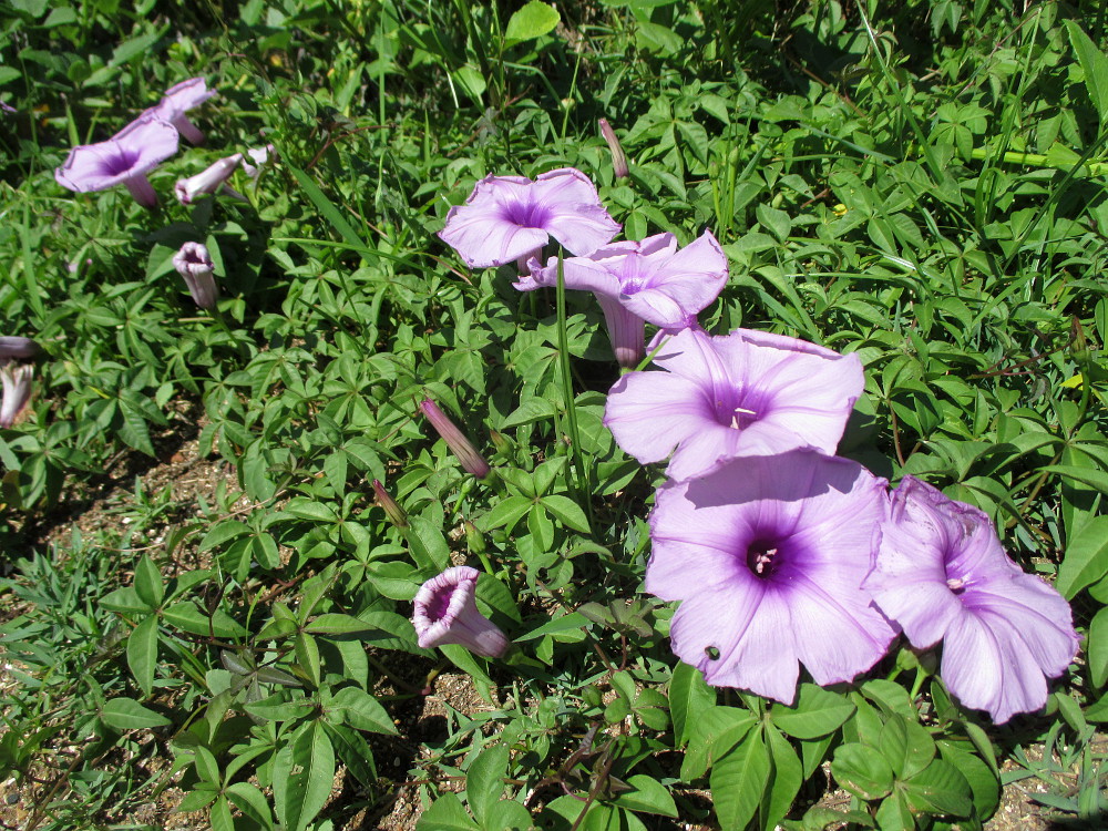 Image of Ipomoea cairica specimen.