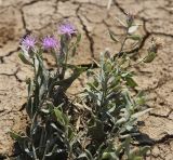 Acroptilon repens. Цветущие и отцветающие растения. Крым, Сакский р-н, окр. пос. Прибрежное, окр. оз. Сасык. 19.08.2017.