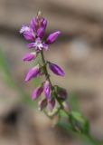 Polygala vulgaris. Соцветие. Башкирия, Белорецкий р-н, окр. с. Кага. 16.07.2008.