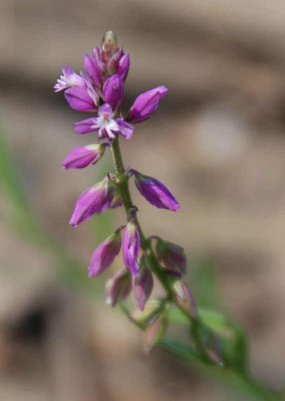 Image of Polygala vulgaris specimen.