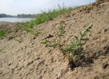 Myricaria bracteata. Молодое растение. Краснодарский край, г. Усть-Лабинск, островок р. Кубань. 21.10.2017.