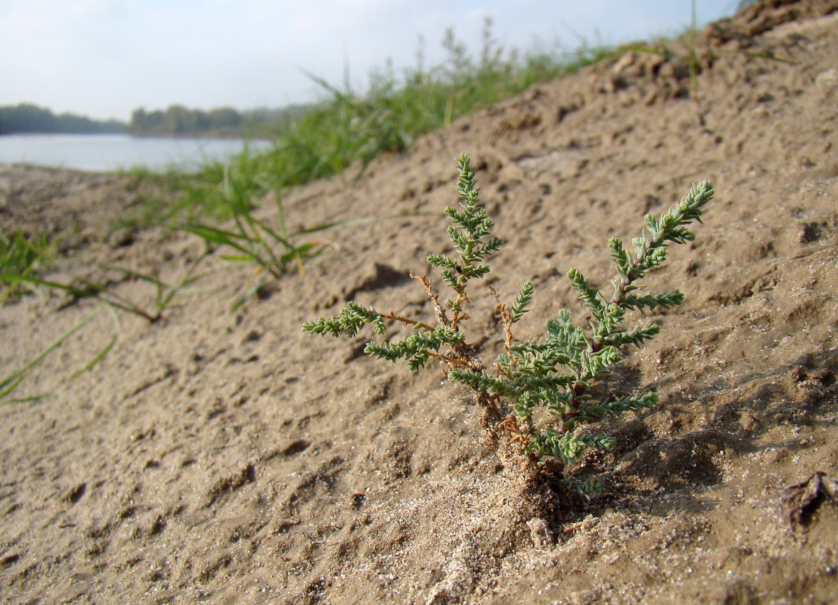 Image of Myricaria bracteata specimen.