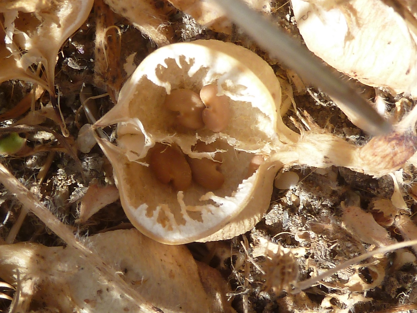 Image of Astragalus bakuensis specimen.