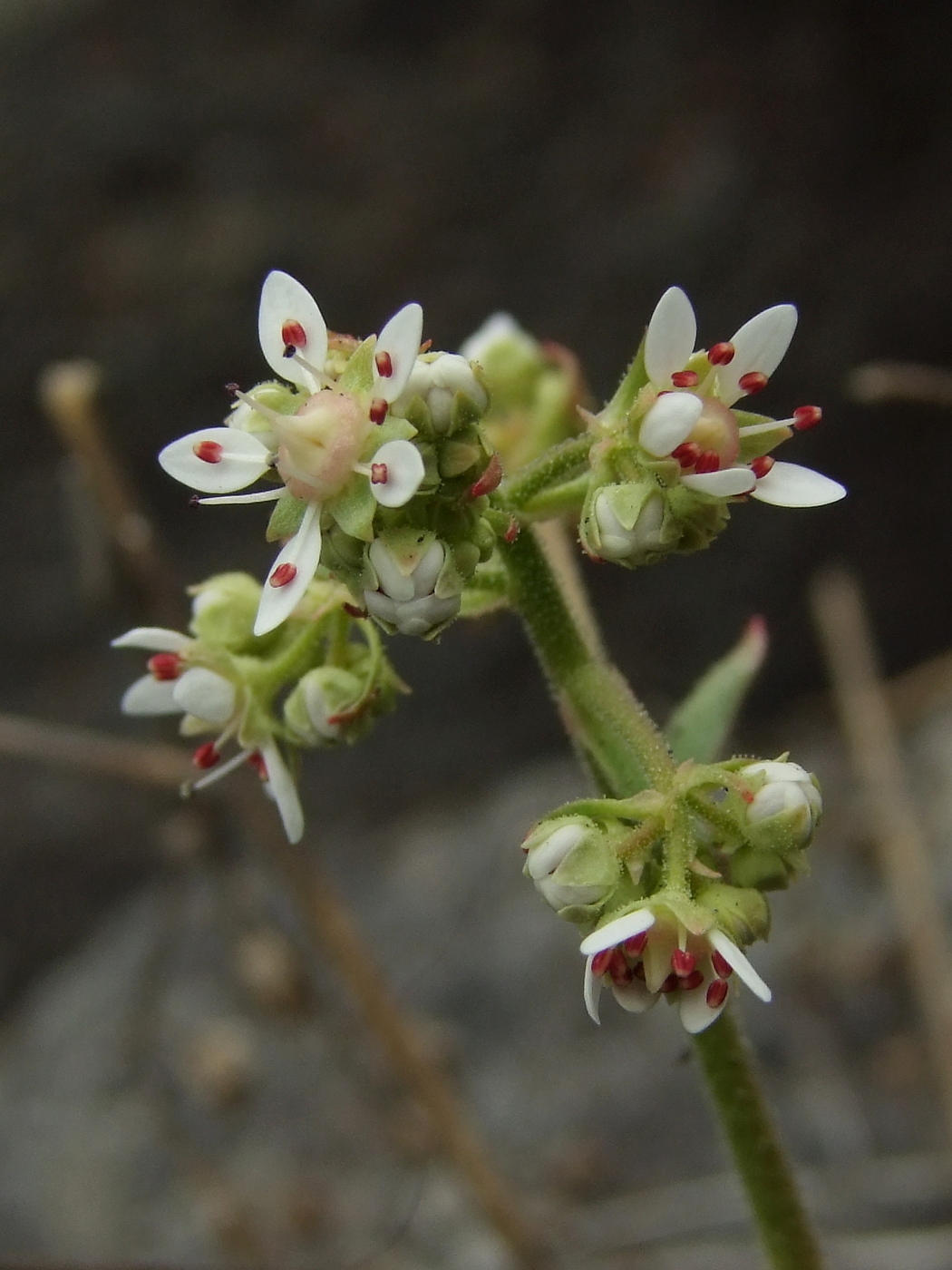 Изображение особи Micranthes punctata.