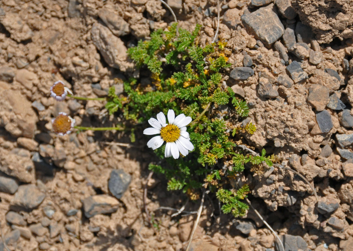 Image of genus Richteria specimen.