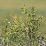 Caragana microphylla. Вегетирующее растение. Забайкальский край, Даурия, Торейские озёра, окр. дер. Кулусутай, злаково-разнотравная степь. 04.09.2015.