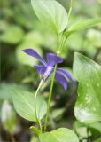 Vinca pubescens. Верхушка побега с цветком. Грузия, Имеретия, окр. пос. Вардигора, дол. р. Дсуса, низкотравный луг. 06.05.2017.