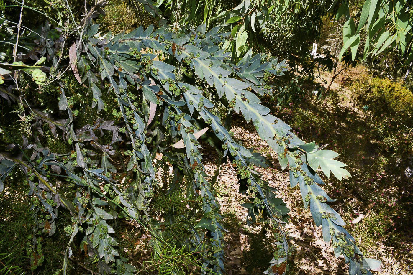 Изображение особи Acacia glaucoptera.