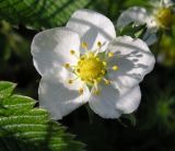 Fragaria campestris