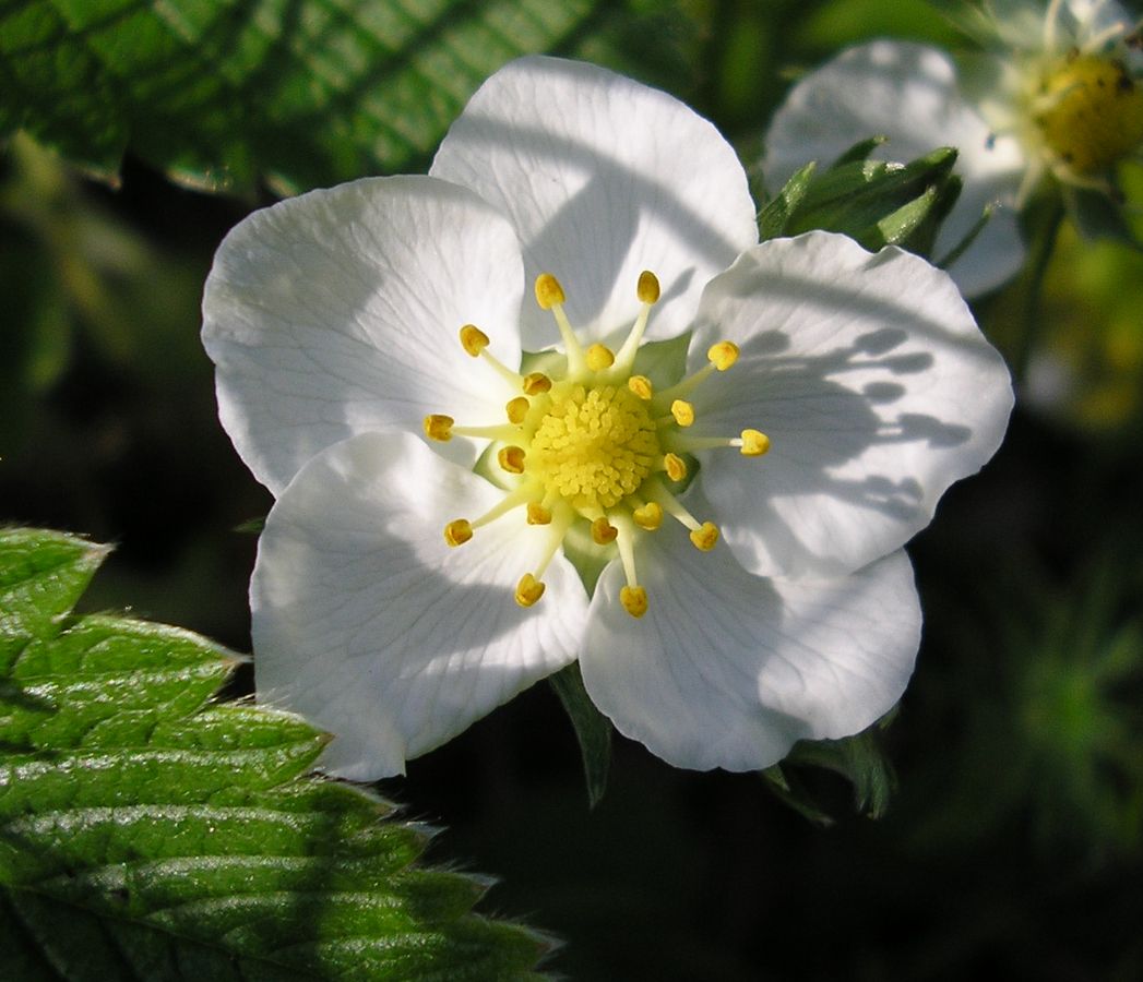 Image of Fragaria campestris specimen.