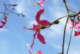 Ceiba speciosa