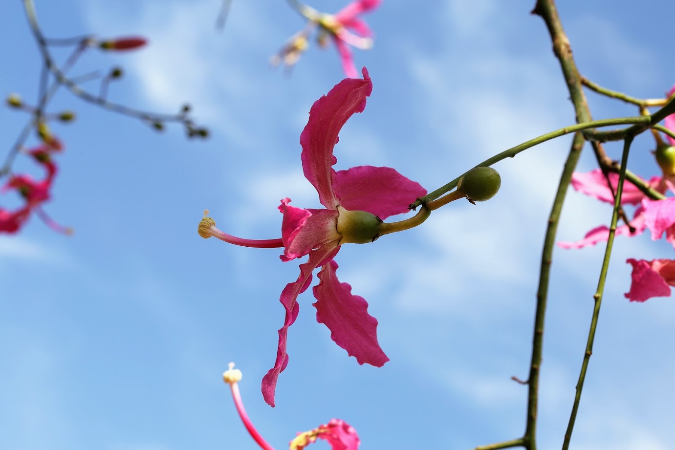 Изображение особи Ceiba speciosa.