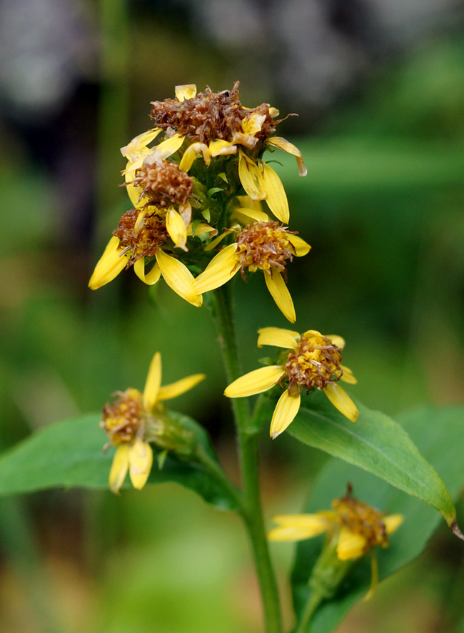 Image of Solidago cuprea specimen.