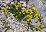 Draba scabra. Цветущие растения. Адыгея, Фишт-Оштеновский массив, гора Оштен, ≈ 2800 м н.у.м., каменистая осыпь. 06.07.2017.