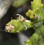 Cylindropuntia leptocaulis