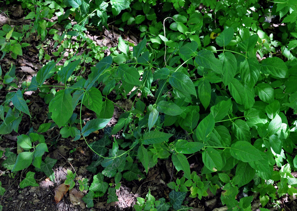 Image of Vincetoxicum scandens specimen.