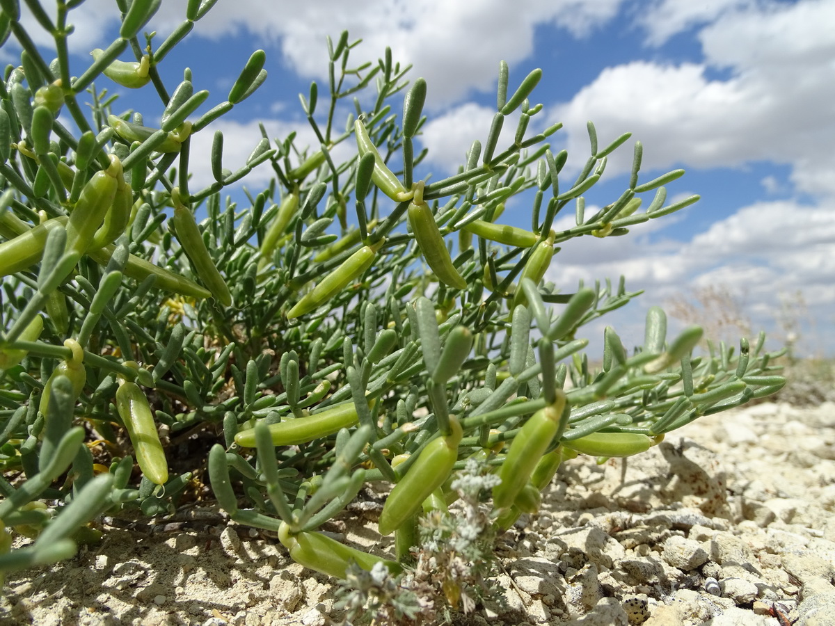 Изображение особи Zygophyllum turcomanicum.