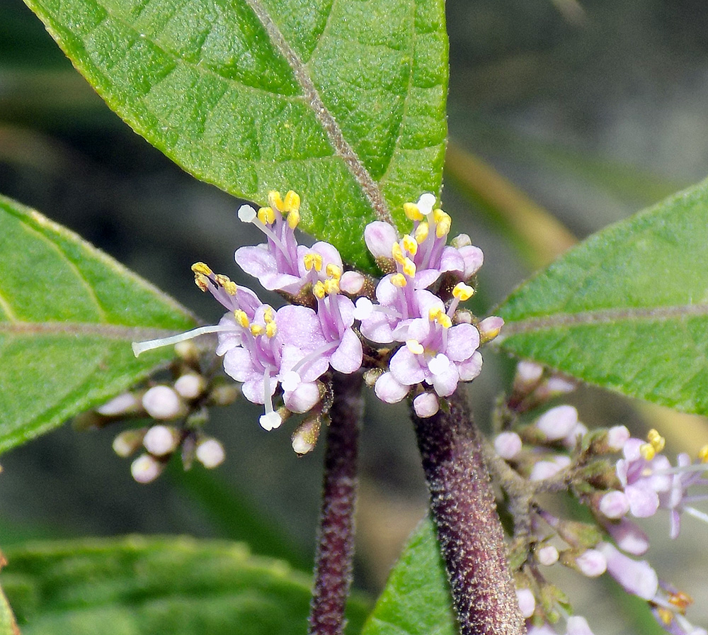 Image of Callicarpa bodinieri specimen.