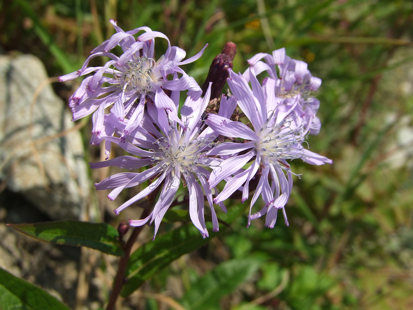 Изображение особи Lactuca sibirica.