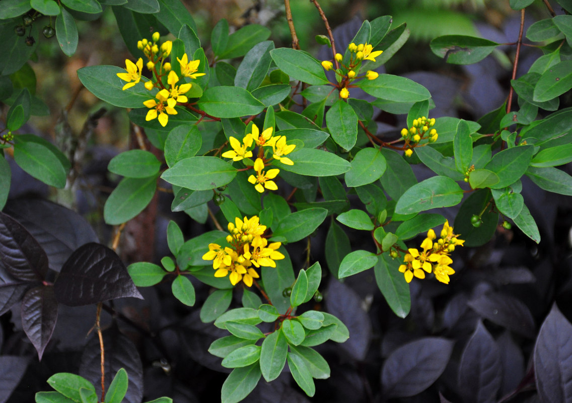 Изображение особи Galphimia gracilis.