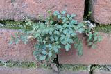 Asplenium ruta-muraria