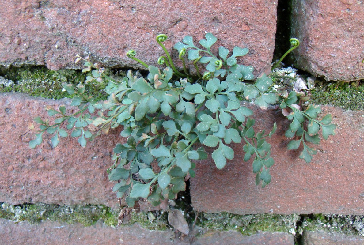 Image of Asplenium ruta-muraria specimen.