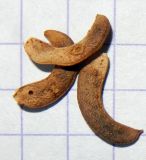 Medicago falcata