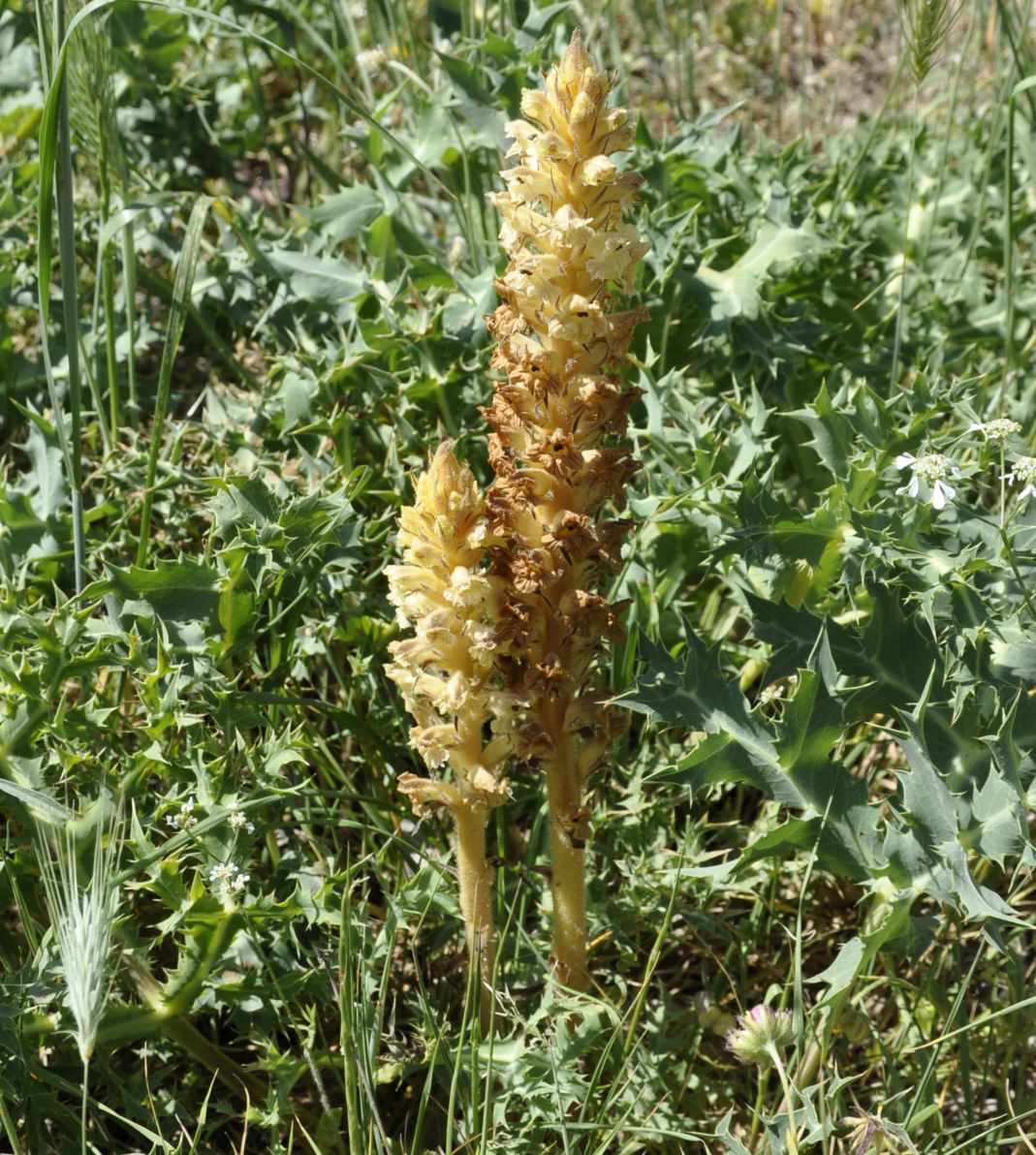 Image of Orobanche amethystea specimen.