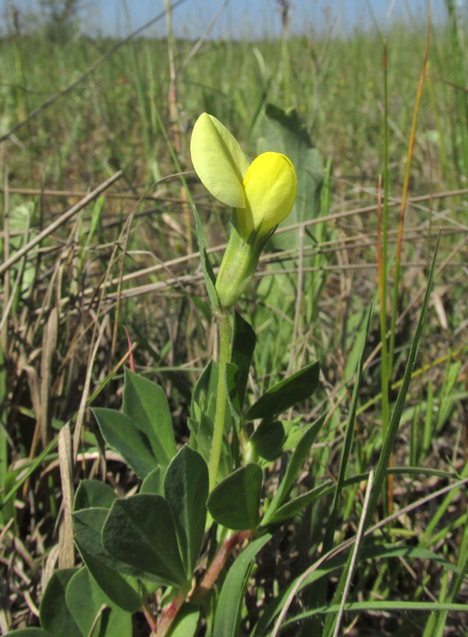 Image of Lotus maritimus specimen.