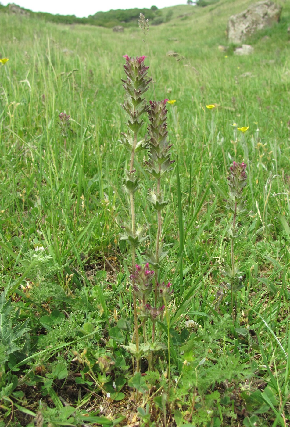 Изображение особи Parentucellia latifolia.