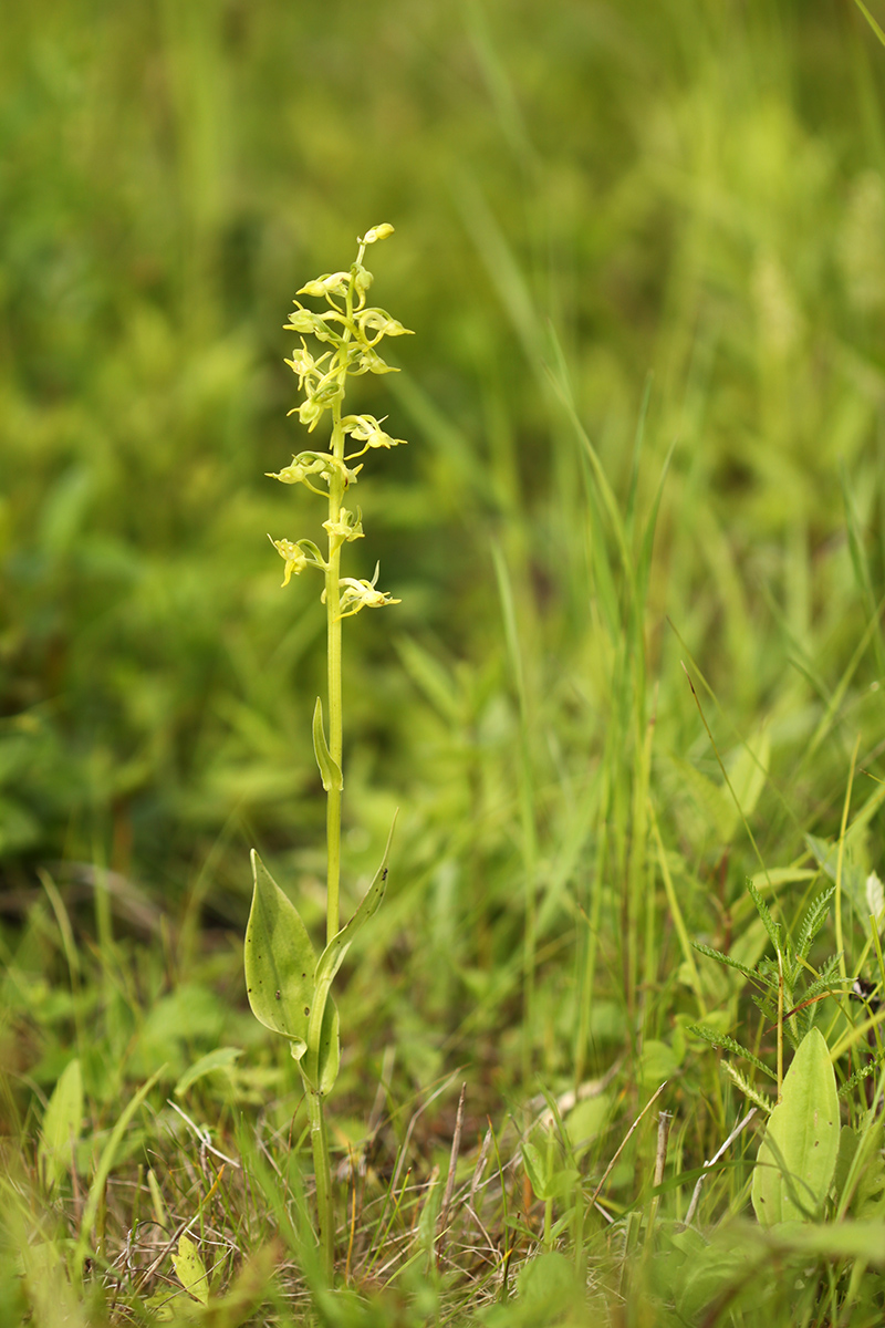 Изображение особи Platanthera maximowicziana.